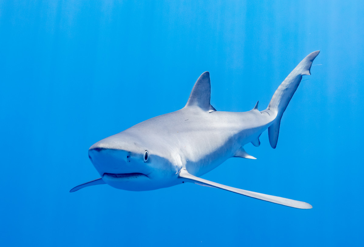 Tiburón azul (Prionace glauca), canal Fayal Pico, islas Azores, Portugal, 2020 07 27, DD 28