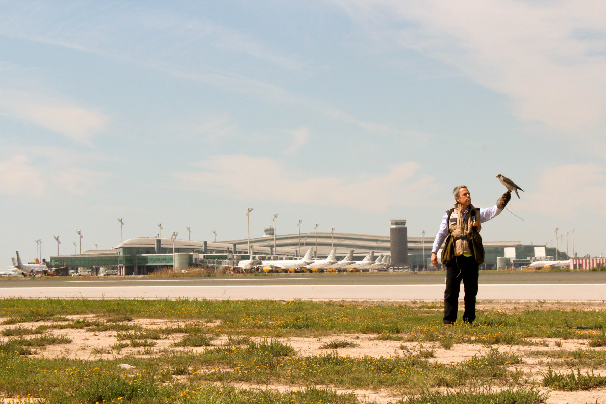 20aniversariohalcones