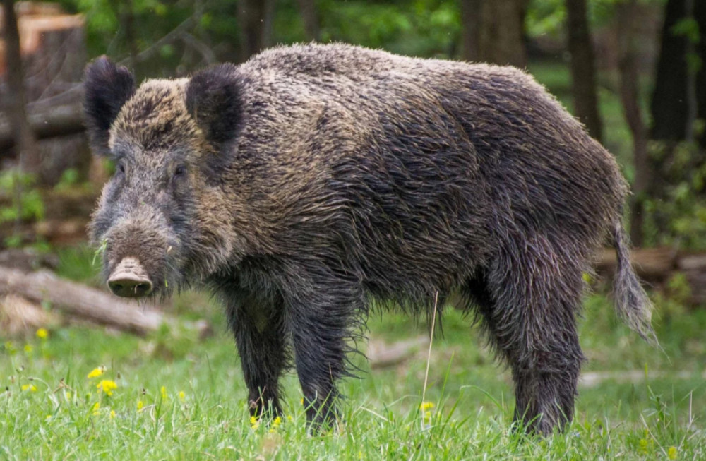 Catalunyapress senglaraccid