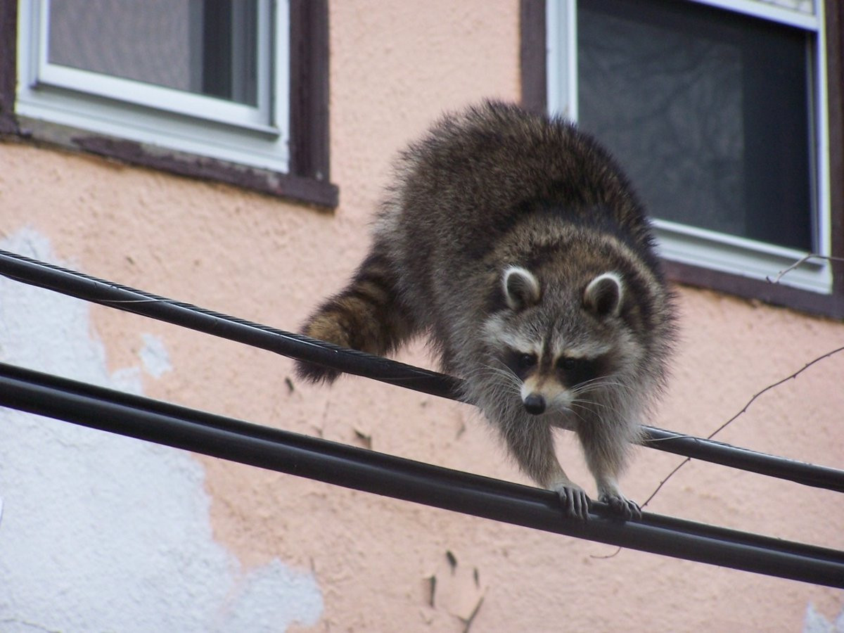 Catalunyapress mapache