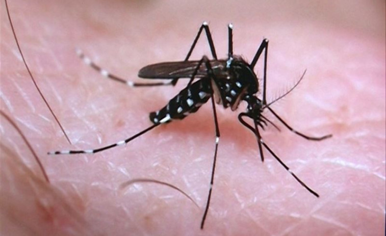 Detectado el primer feto con microcefalia por el virus Zika en Catalunya
