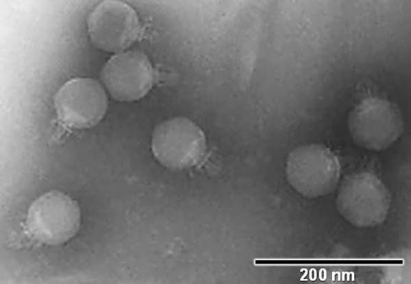 EuropaPress 5439133 estudio ub identifica 25 virus nuevos aguas residuales barcelona