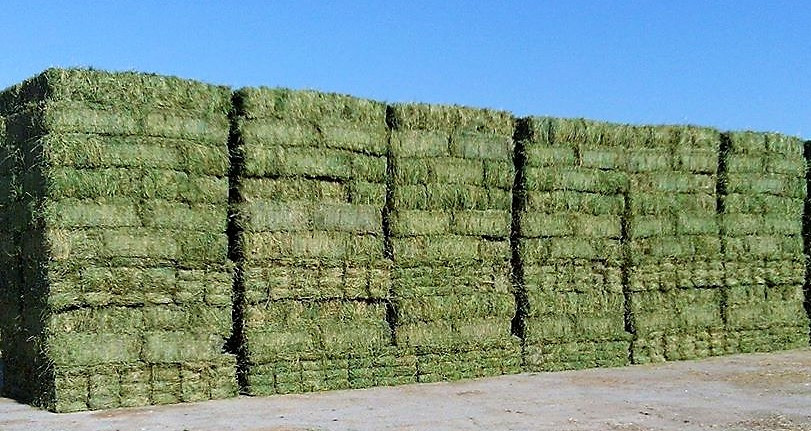 Alfalfa mex