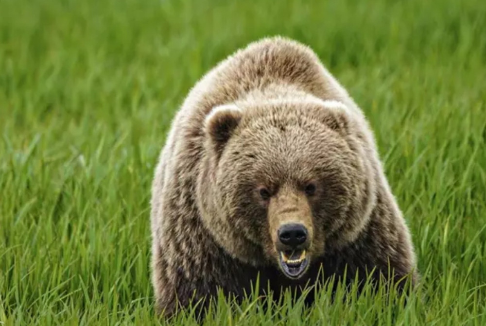 Catalunyapress grizzlycanada