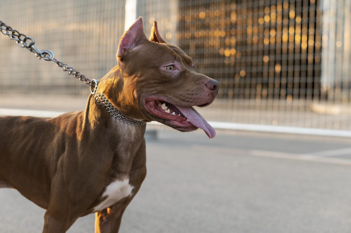 Retrato adorable perro pitbull
