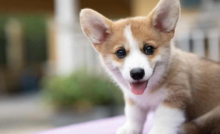 Balance de pros y contras en los 20 municipios catalanes que utilizan el 