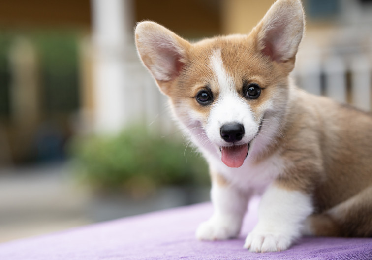 Balance de pros y contras en los 20 municipios catalanes que utilizan el 