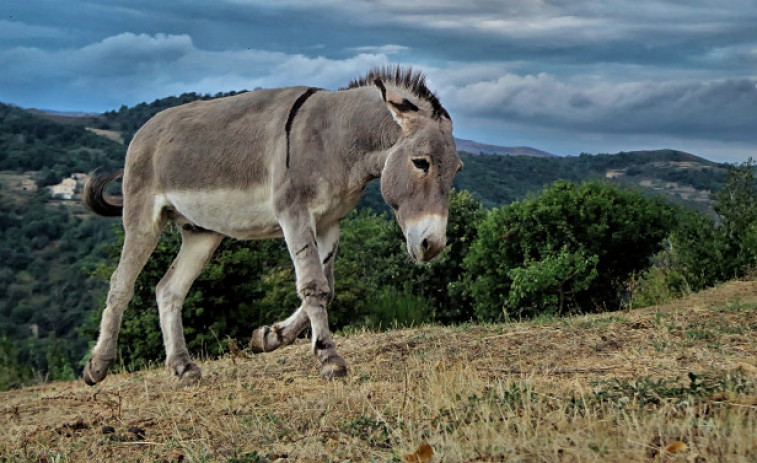 Una solución ecológica y original contra los incendios: los burros catalanes, guardianes del bosque