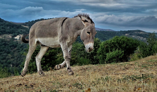 Una solución ecológica y original contra los incendios: los burros catalanes, guardianes del bosque