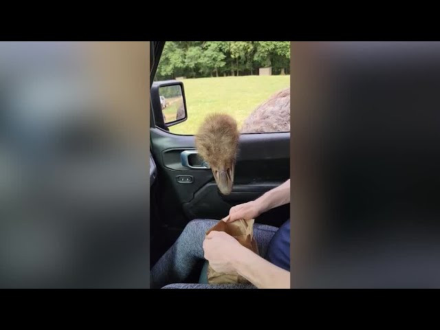 Un avestruz le roba comida a una espectadora durante un safari