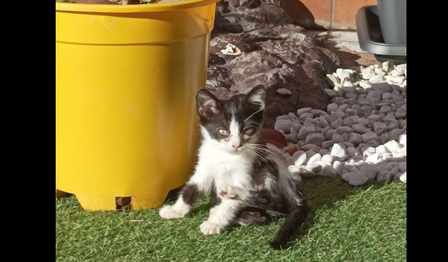 Gatoalmasabandonadas