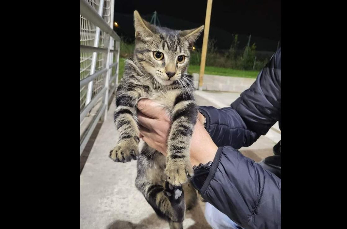 Gatoalamasbandonadas2