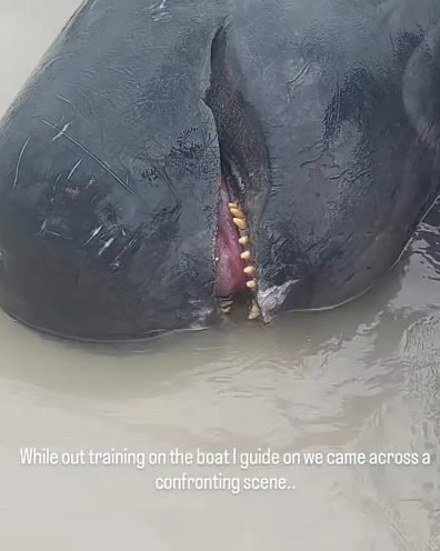 Captura de pantalla 2023 11 30 204100