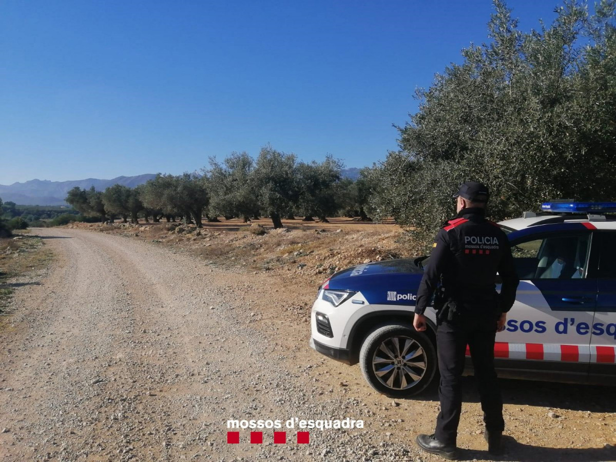 La investigación calcula 4.500 kilos de aceitunas robadas.