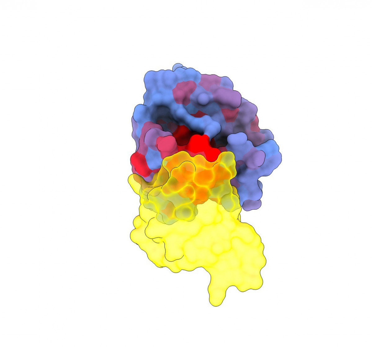 Un estudio identifica “vulnerabilidades” en una de las proteínas que muta más frecuentemente en cáncer