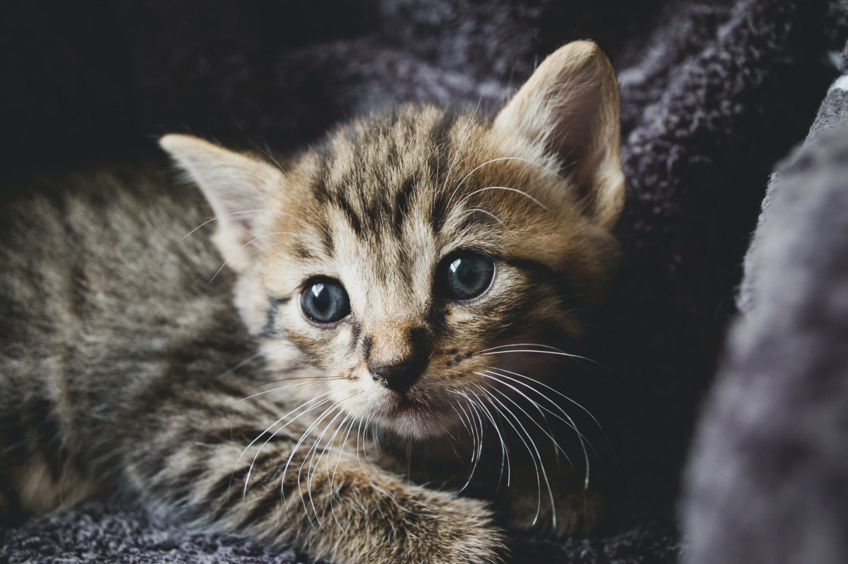 Sebastian santacruz BakqgRv9pjQ unsplash