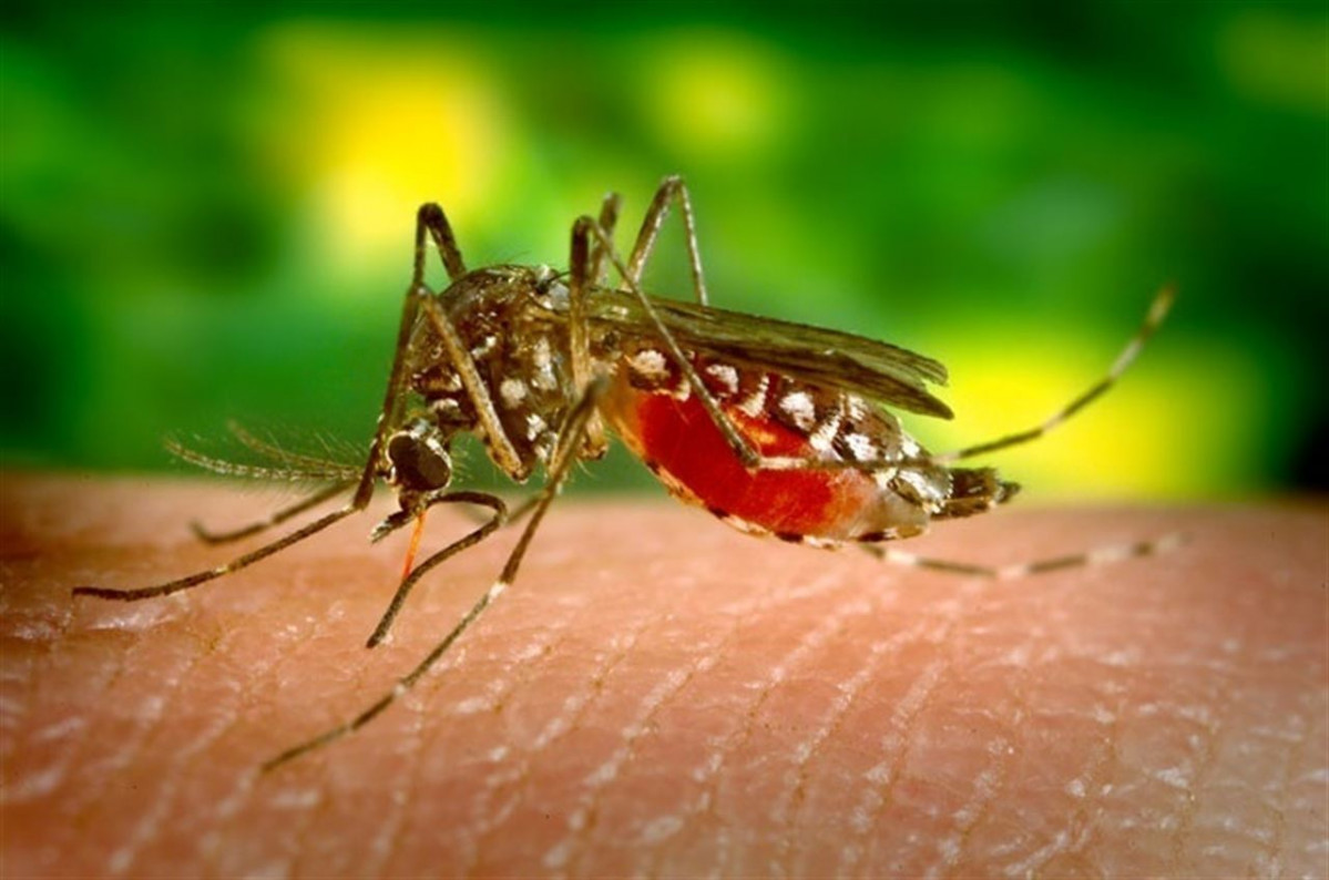 Zika 9