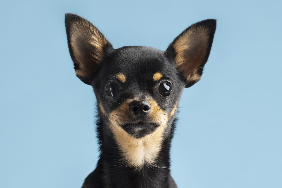 Hermoso retrato mascota perro