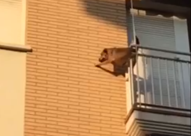 Perro polinya