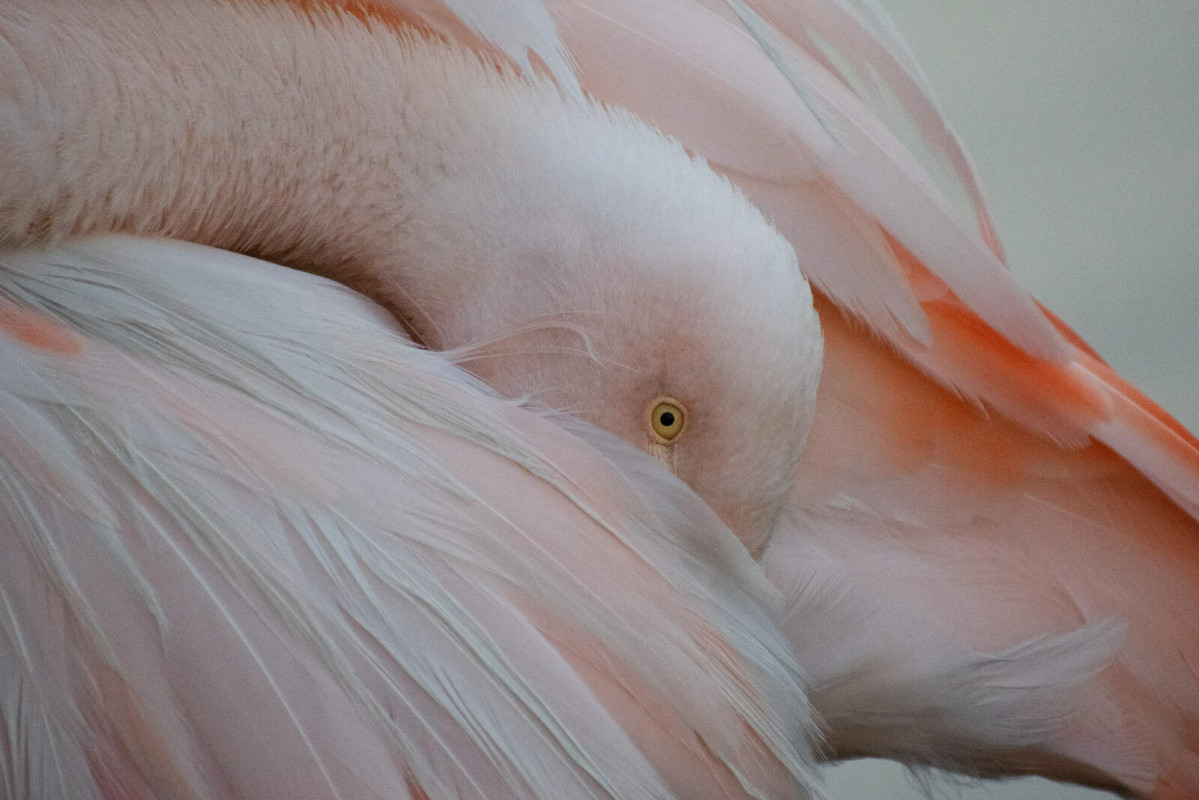 Europapress 4251648 13 february 2022 chile santiago flamingo tucks its beak between its wings 1600 1067