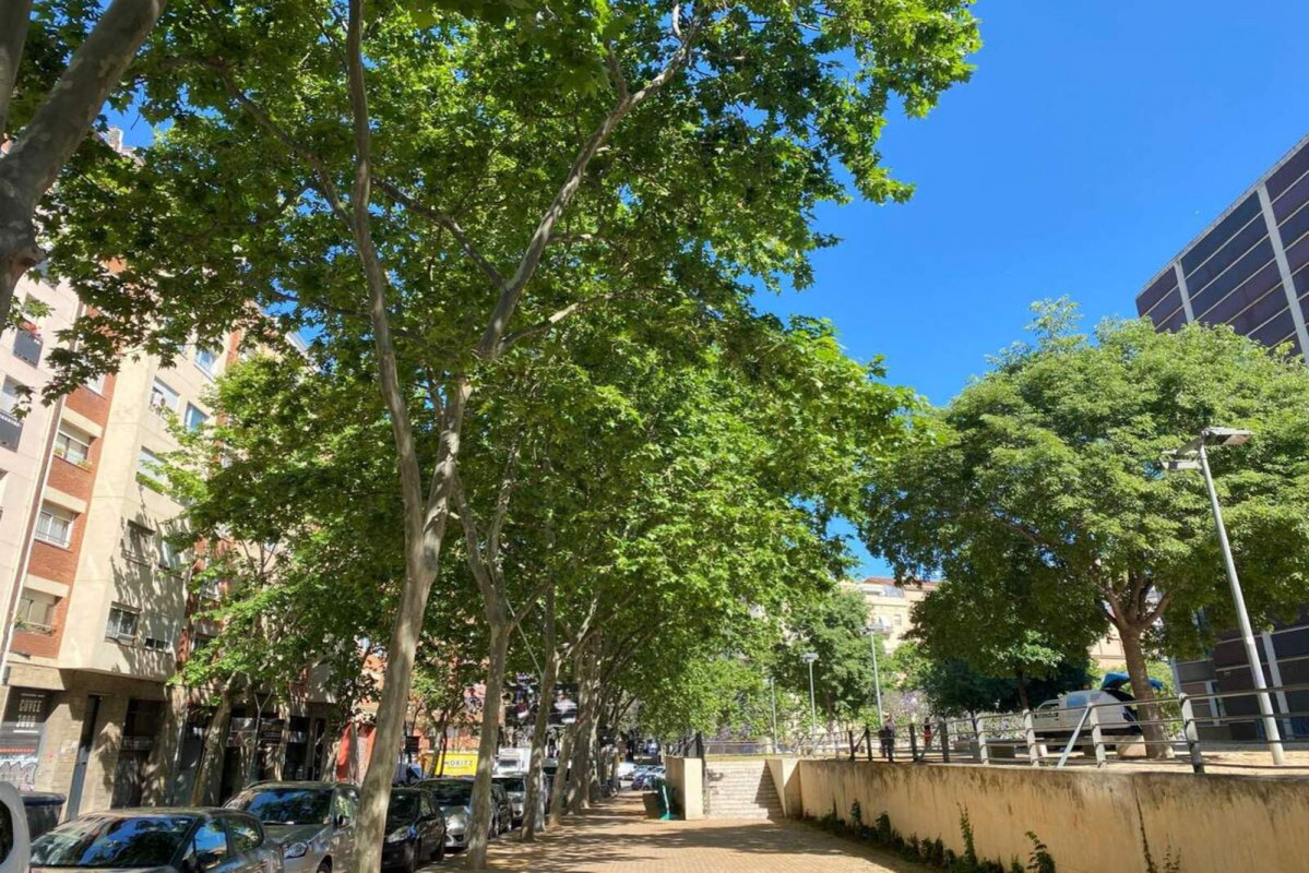Europapress 4482067 platanos barcelona 1600 1067