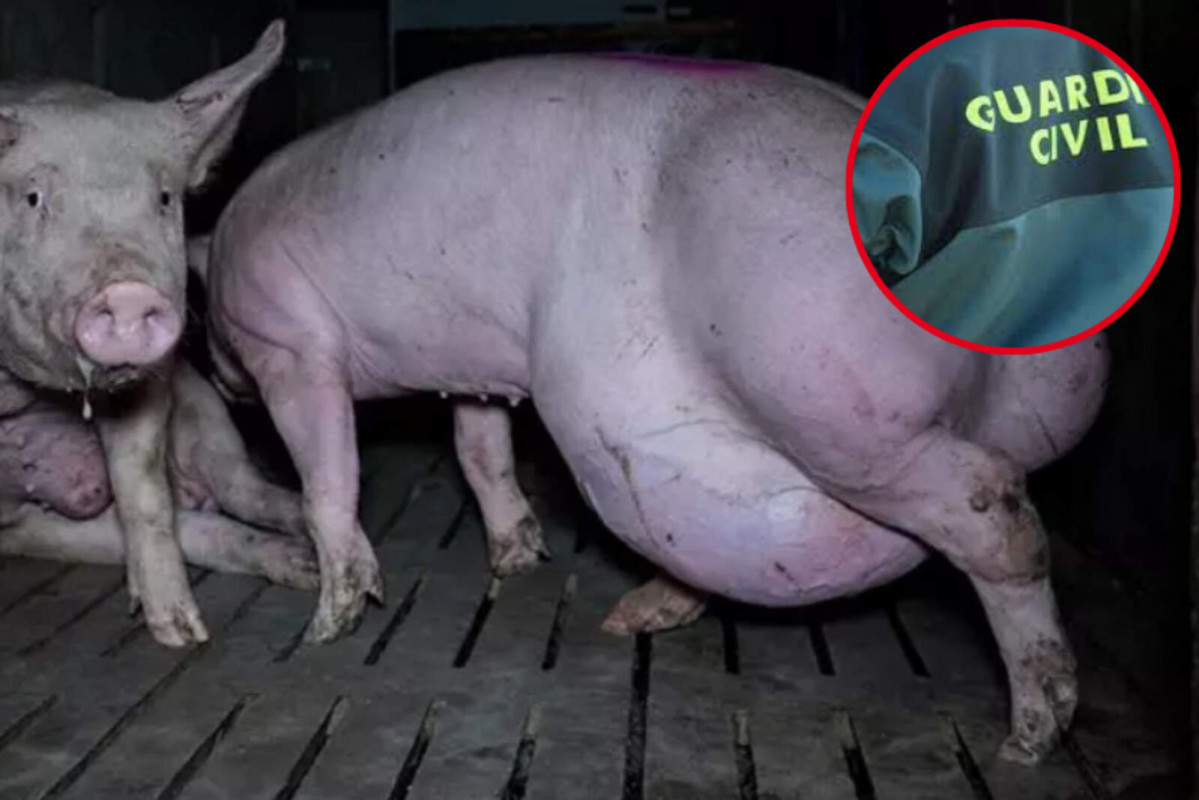 Catalunyapress granjaterror 1600 1067