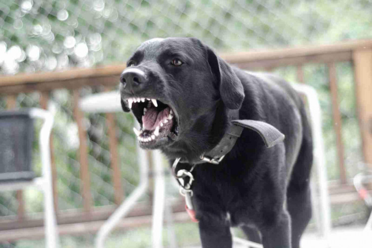 Badalona promueve la inscripción gratuita de animales y la licencia para perros peligrosos