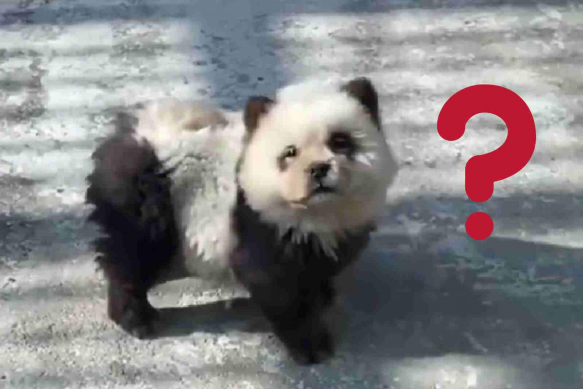 Perro panda 1600 1067