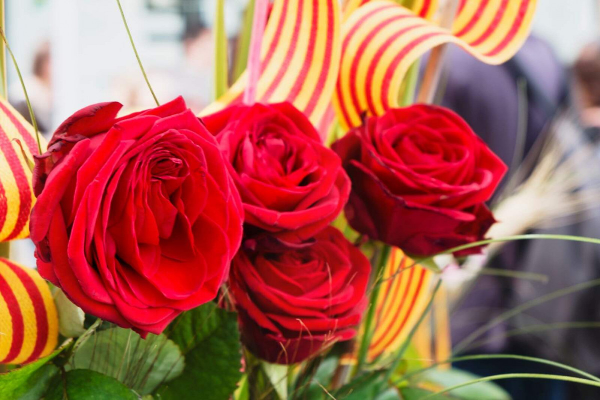 Rosa 1600 1067