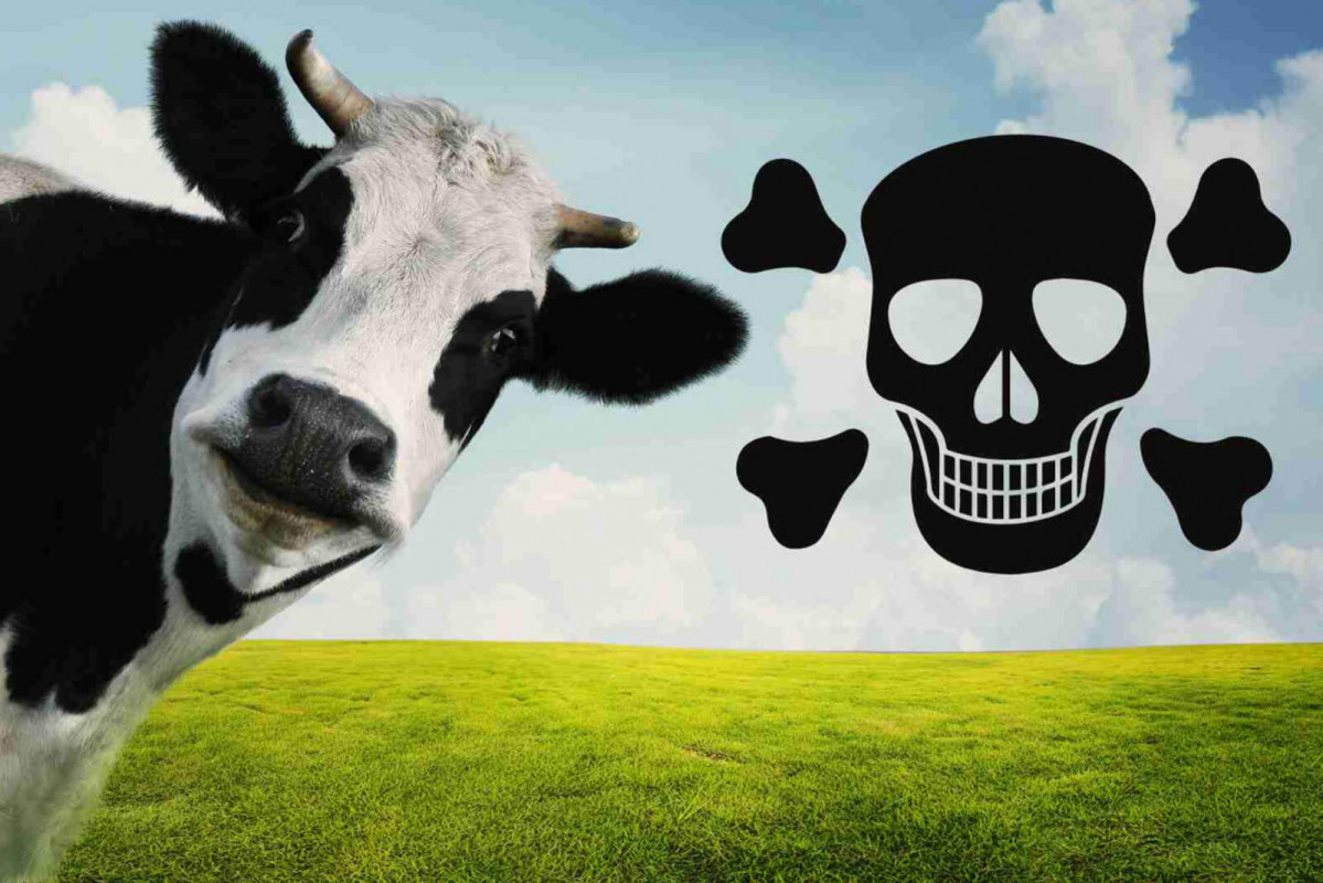 Vacas asesinas 1600 1067