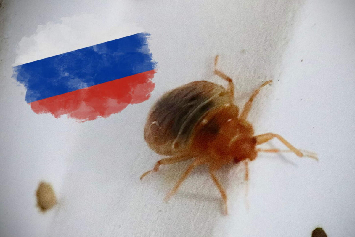 Chinches rusia francia 1600 1067