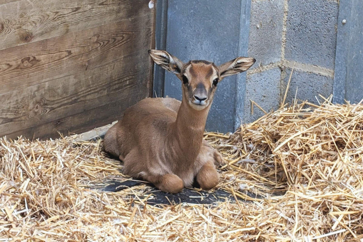 Europapress 5781269 cria gacela nanger dama mhorr nacida zoo barcelona 1 1600 1067