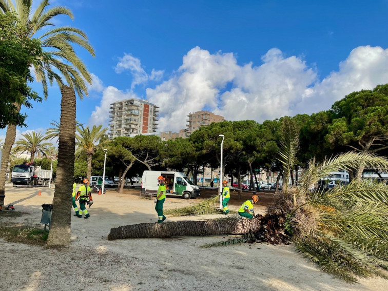 Mataró cambia 17 palmeras del passeig Marítim para evitar que caigan