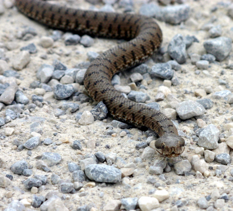 Un hombre en “estado grave” tras una mordedura de serpiente mientras dormía la siesta en los Pirineos