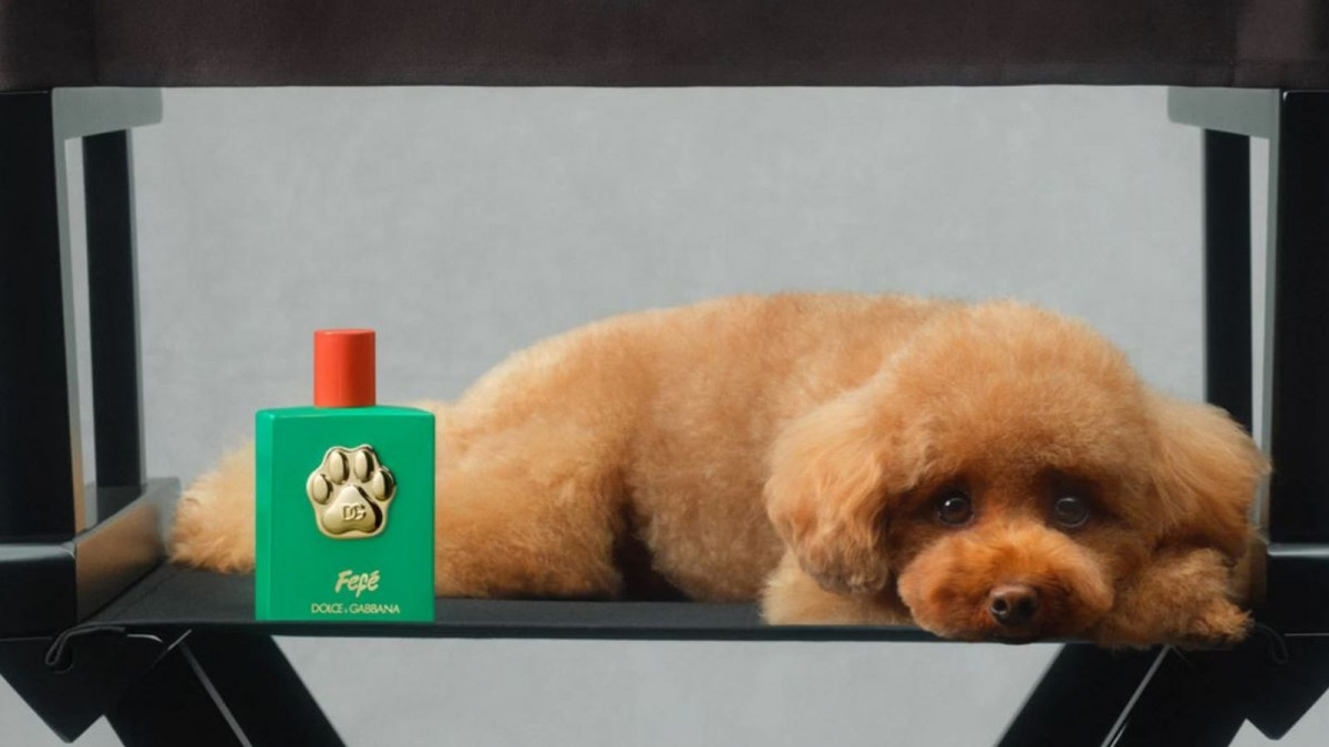 Skynews dolce gabbana dog perfume 6648131