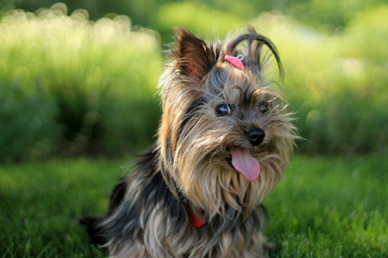 Un yorkshire terrier de 5 kilos sobrevive a un ataque de tiburón