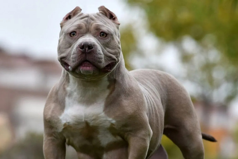 Una bebé de un año, entre la vida y la muerte tras ser atacada por un perro XL Bully