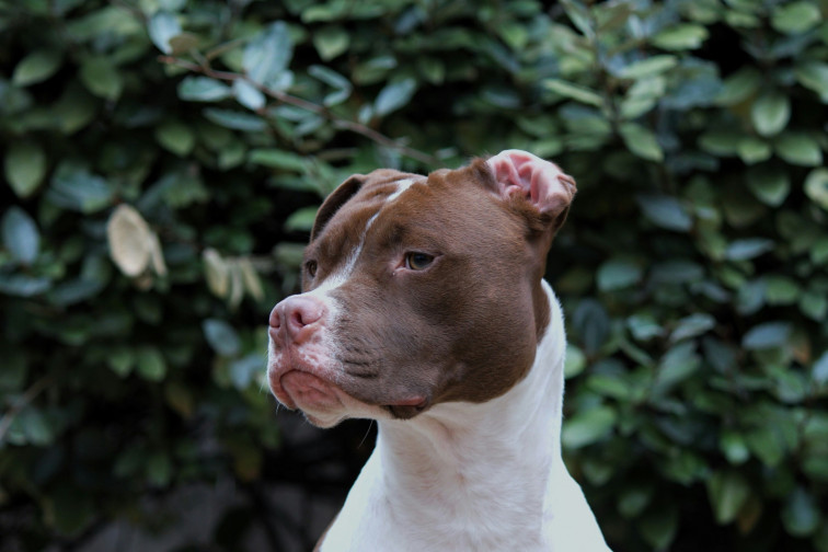 Dos perros matan a un bebé de tres meses mientras sus padres fumaban marihuana en el piso de abajo