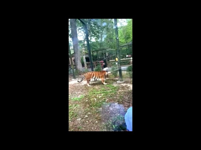 VÍDEO | Una mujer salta la valla de un zoo y se mofa de un trigre
