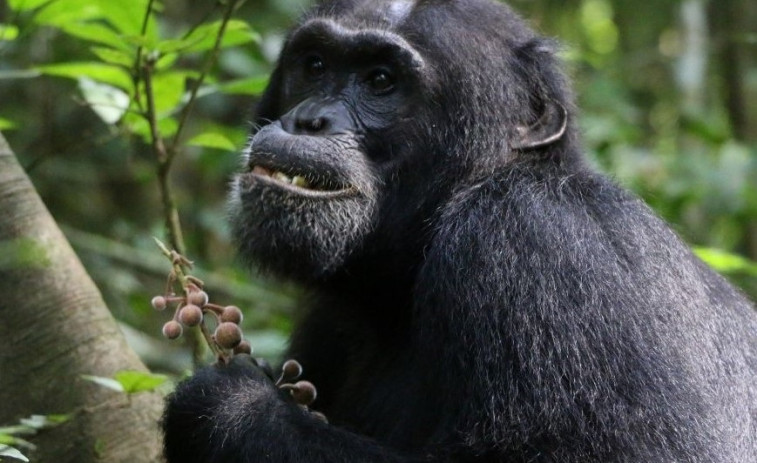 ¿Por qué hoy se celebra el Día Mundial de los Primates?