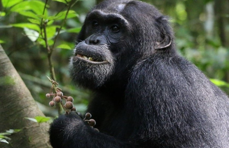 EuropaPress 6045728 chimpance
