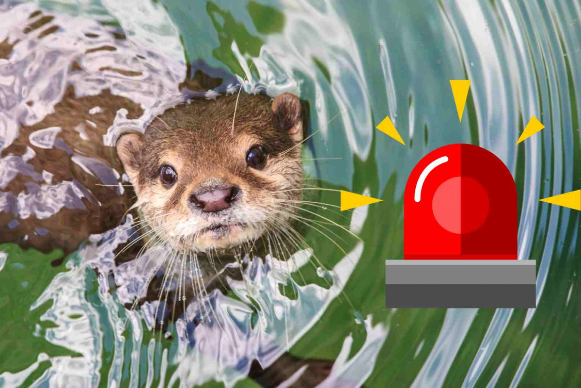 Alerta Nutria