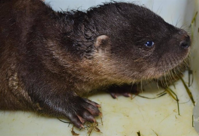 Una nutria ataca y arrastra a un niño a un río