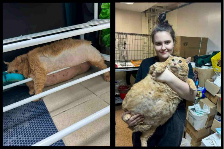Un gato de 17 kilos se queda atrapado en un zapatero mientras intentaba huir de un campamento para gordos