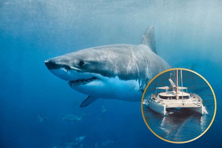 Muere una mujer en Canarias por el ataque de un tiburón mientras navegaba en un catamarán