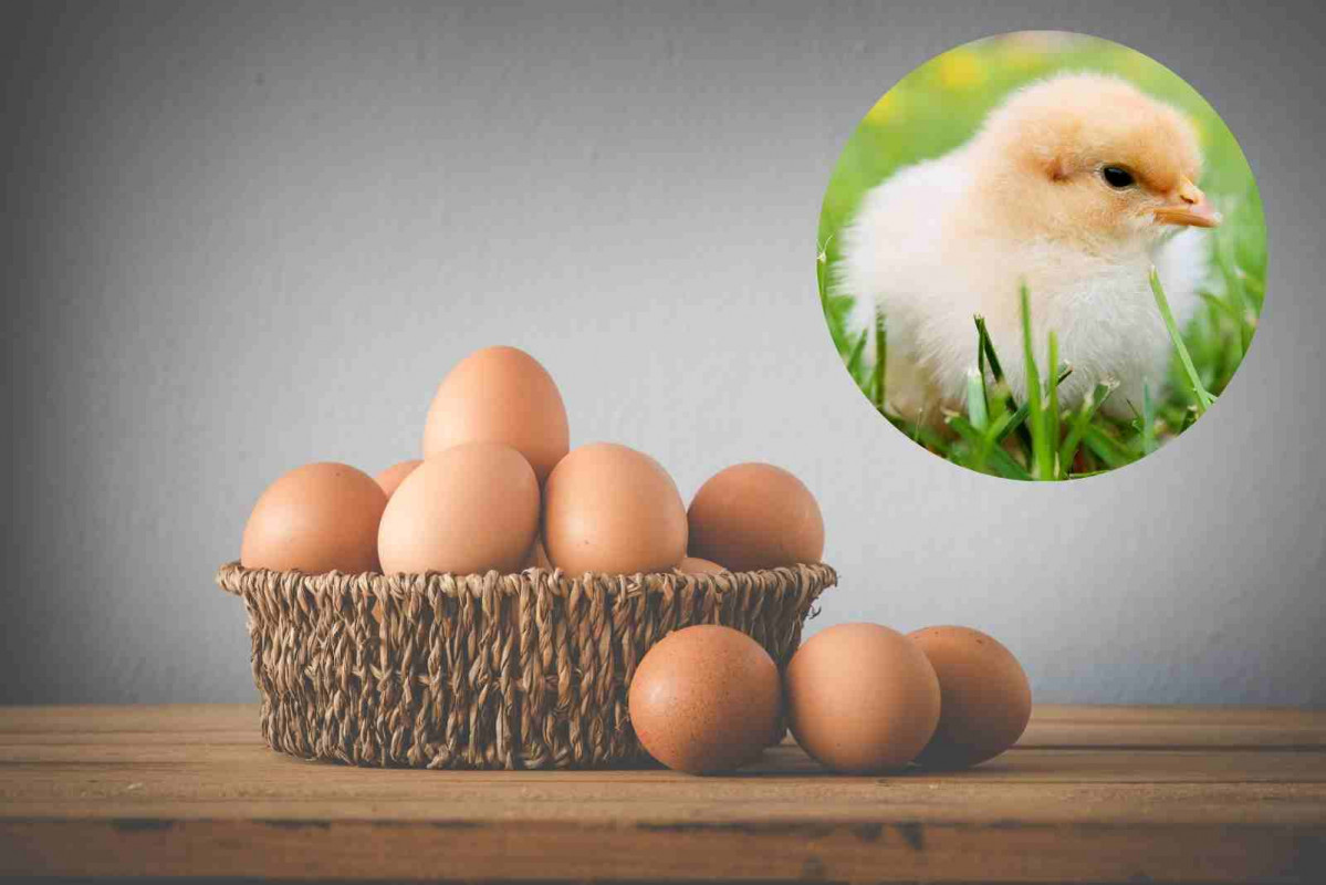 Pollo  huevo