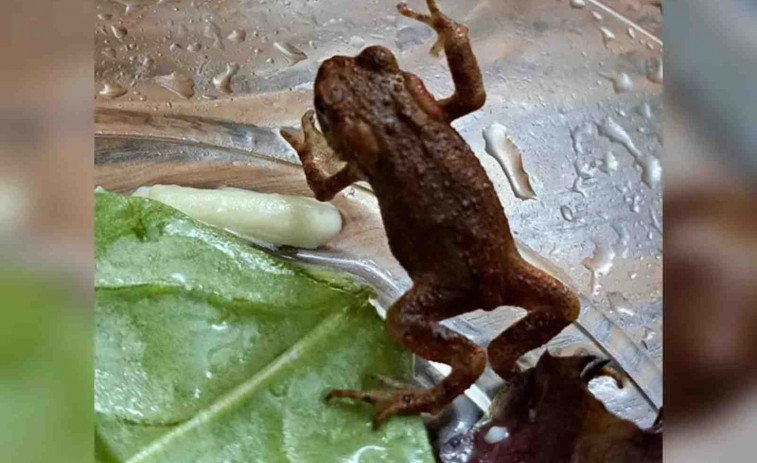 Encuentran un sapo vivo en una bolsa de ensalada de un supermercado