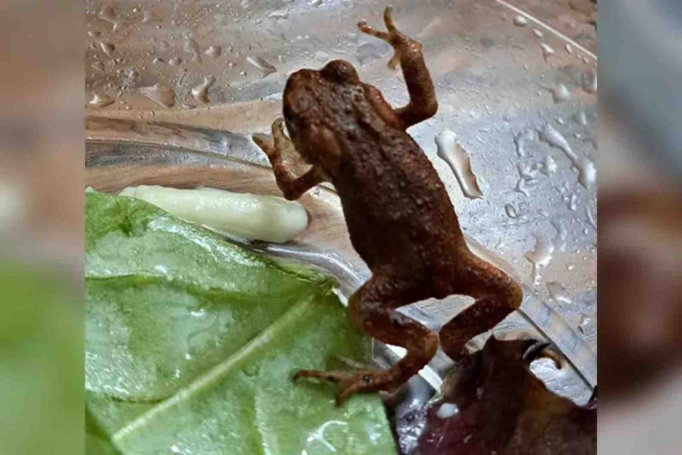 Encuentran un sapo vivo en una bolsa de ensalada de un supermercado