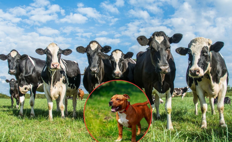 Muere una mujer pisoteada por una vaca tras pararse a hacerle una foto