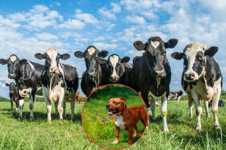 Muere una mujer pisoteada por una vaca tras pararse a hacerle una foto